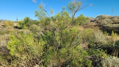 Baccharis sarothroides