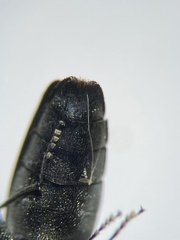 Agrilus defectus