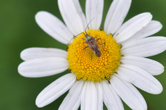Calocoris roseomaculatus