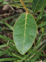 Croton campestris
