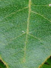 Croton campestris