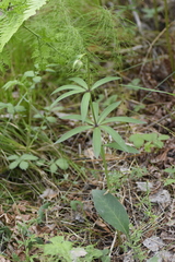 Lilium martagon pilosiusculum