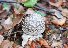 Amanita excelsa