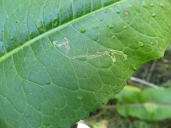 Pegomya bicolor
