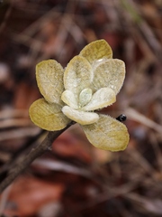 Aspidosperma tomentosum