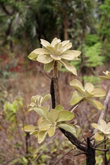 Aspidosperma tomentosum