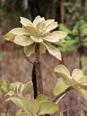 Aspidosperma tomentosum