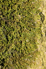 Frullania dilatata