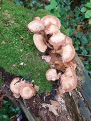 Kuehneromyces mutabilis