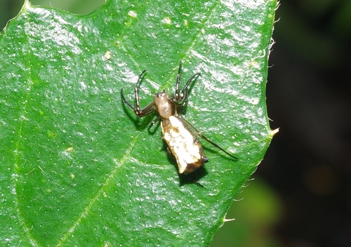 Micrathena elongata