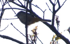 Leiothlypis crissalis