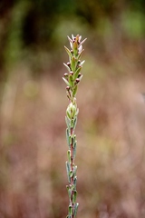 Myrcia stricta