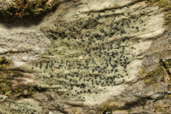 Lecidella elaeochroma