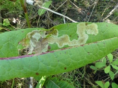 Pegomya bicolor