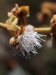 Myrcia lasiantha