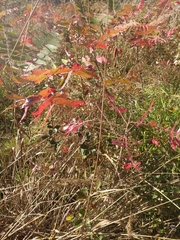 Rhus copallinum