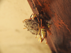 Polistes buyssoni
