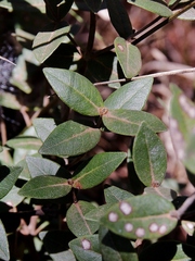 Myrcia lasiantha
