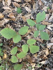 Rubus hirtus