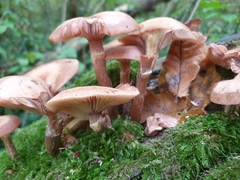 Kuehneromyces mutabilis
