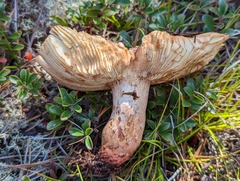 Russula ventricosipes
