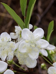 Campomanesia pubescens
