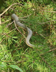 Regina septemvittata