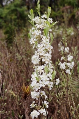 Campomanesia pubescens