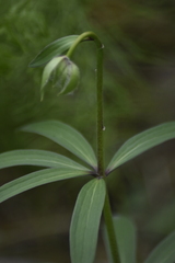 Lilium martagon pilosiusculum