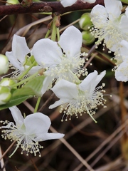 Campomanesia pubescens