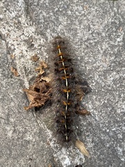Paracles fusca