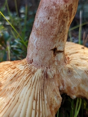 Russula ventricosipes