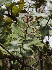 Miconia leucocarpa