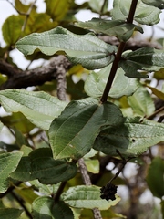 Miconia leucocarpa
