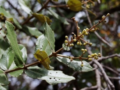 Miconia leucocarpa
