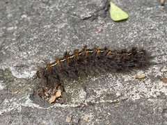 Paracles fusca