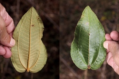Miconia leucocarpa