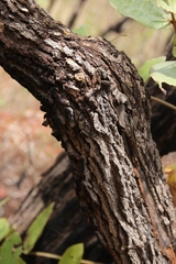 Miconia leucocarpa