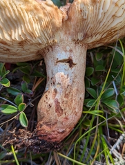 Russula ventricosipes