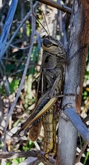 Eyprepocnemis plorans