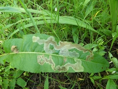 Pegomya bicolor