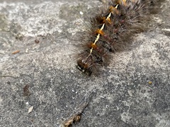 Paracles fusca