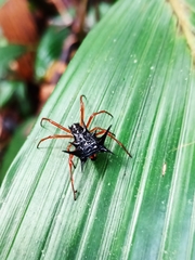Micrathena schreibersi