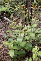 Miconia fallax