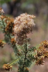 Pseudobrickellia brasiliensis