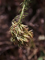 Pseudobrickellia brasiliensis