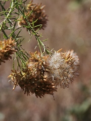 Pseudobrickellia brasiliensis