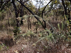 Pseudobrickellia brasiliensis