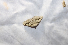 Digrammia continuata