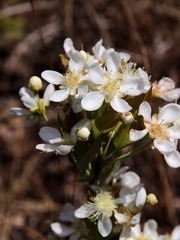 Campomanesia adamantium
